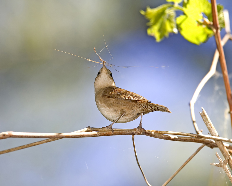 House Wren - The Rock Pile Garden Center