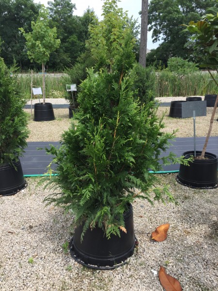 Can Can Arborvitae - The Rock Pile Garden Center